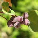 Cotoneaster granatensis (5)
